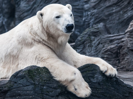 Portrait of big polar bear lying on a rock.の写真素材