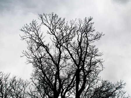 Interwined black tree branches isolated on white sky background.