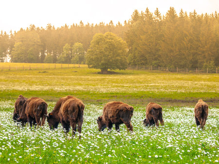 Herd of american bisons on green meadow.