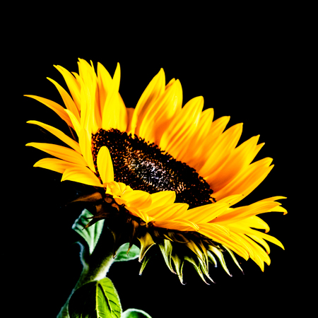 Sunflower isolated on black background. Low key image.の写真素材