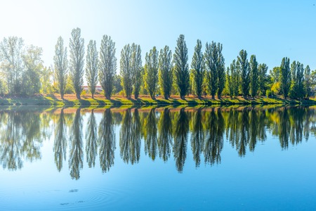 Alley of lush green poplar trees reflected in the water on sunny summer day.の写真素材