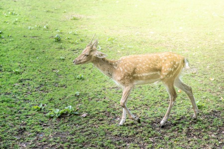 Young fallow deer, dama dama, on a pastureの写真素材
