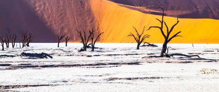 Dead camel thorn trees in Deadvlei dry pan with cracked soil in the middle of Namib Desert red dunes, near Sossusvlei, Namib-Naukluft National Park, Namibia, Africaの写真素材