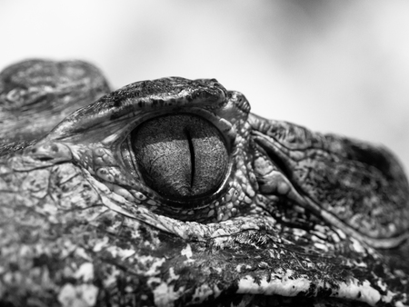 Eye of caiman in close-up view. Black and white image.の写真素材