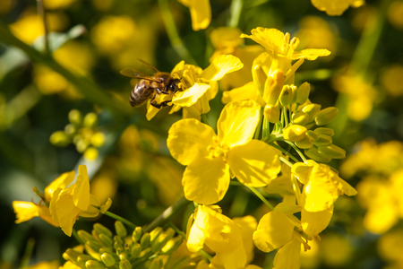 Yellow blossoms of rape plant, detailed view.の写真素材