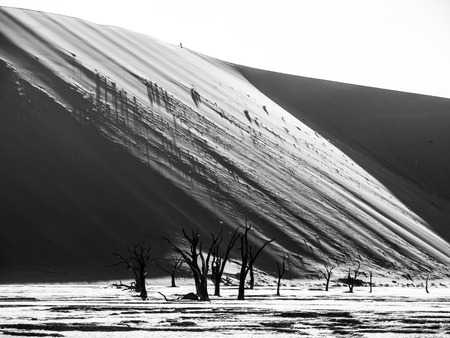 Dead camel thorn trees in Deadvlei dry pan with cracked soil in the middle of Namib Desert red dunes, near Sossusvlei, Namib-Naukluft National Park, Namibia, Africa. Black and white image.の写真素材