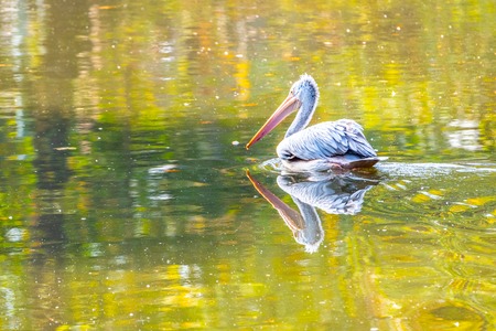 Pelican swimming in the water on sunny autumn day.の写真素材