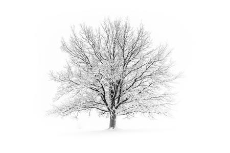 Winter tree. Big decidious tree in clear white snowy landscape. Misty and freezy day.の写真素材