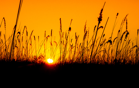 Wild grassland at sunset time. Black silhouette of grass and orange evening sky on the background.の写真素材