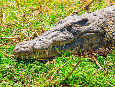Crocodile portrait. Croc hidden in the grass.の写真素材