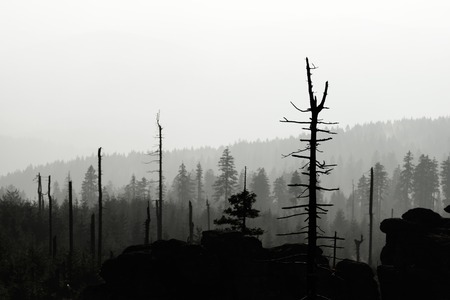 Silhouette of devasted trees in cause of bark beetle infestation. Sumava National Park and Bavarian Forest, Czech republic and Germany. View from Tristolicnik, Dreisesselberg, to Plechy, Plockenstein.の写真素材