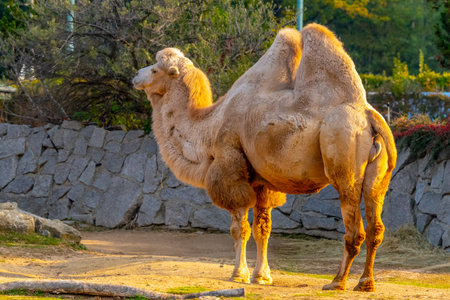 Bactrian two-humped camel, Camelus bactrianus. Liberec Zoo, Czech Republic