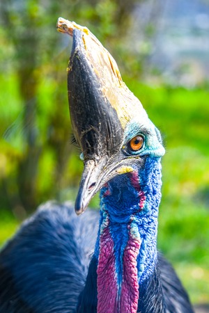 Southern cassowary, Casuarius casuarius, ratite bird close-up view. Native to Papua New Guinea, Indonesia and Australia tropical forests.の写真素材