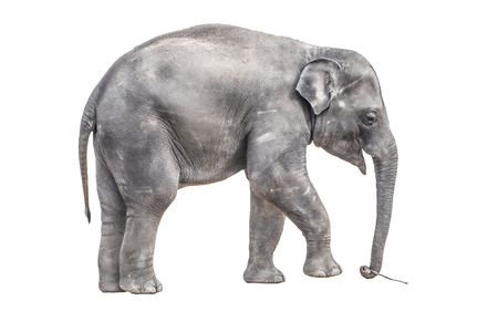 Young baby elephant playing with small wooden stick in the trunk. Isolated on white backround.の写真素材