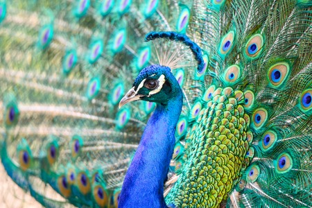 Peacock portrait - detailed view of bird head and colorful feathers.の写真素材