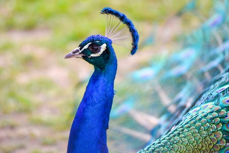 Peacock portrait - detailed view of bird head and colorful feathers.