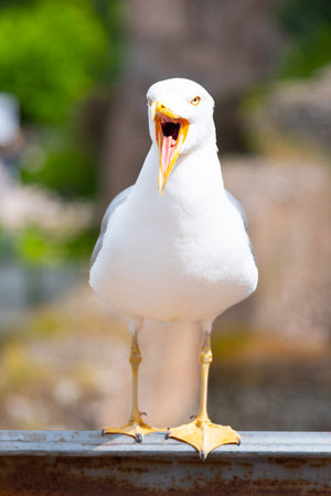 Seagull screaming with wide open beak. Front view.