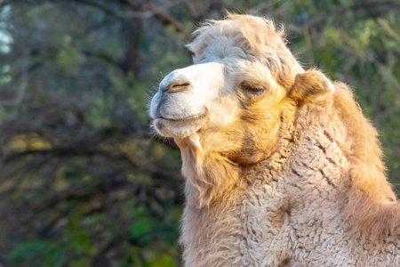 Bactrian two-humped camel portrait, Camelus bactrianus. Liberec Zoo, Czech Republic.