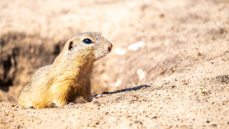 European ground squirrel, Spermophilus citellus, aka European souslik. Small cute rodent in natural...