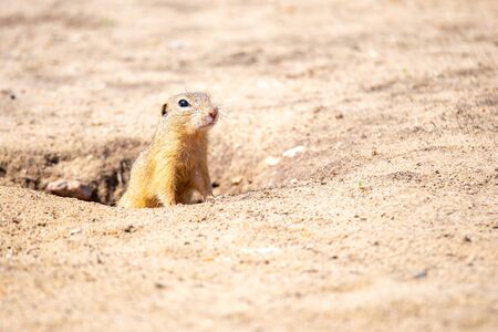 European ground squirrel, Spermophilus citellus, aka European souslik. Small rodent hidden in the burrow.の写真素材