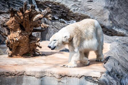 Whote polar bear walking in the zoo.の写真素材