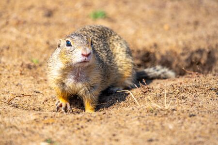 European ground squirrel, Spermophilus citellus, aka European souslik. Small cute rodent in natural habitat.の写真素材
