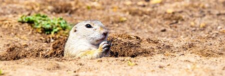 European ground squirrel, Spermophilus citellus, aka European souslik. Small rodent hidden in the burrow.の写真素材
