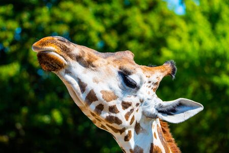 Giraffe head close-up. Deatiled view of african wildlife.の写真素材