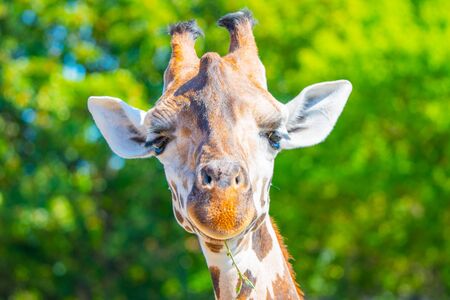 Giraffe head close-up. Deatiled view of african wildlife.の写真素材