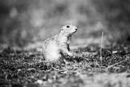 European ground squirrel, Spermophilus citellus, aka European souslik. Small cute rodent in natural habitat. Black and white image.の写真素材