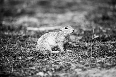 European ground squirrel, Spermophilus citellus, aka European souslik. Small cute rodent in natural habitat. Black and white image.の写真素材