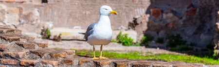 Seagull bird in Roman Forum, Rome, Italy.