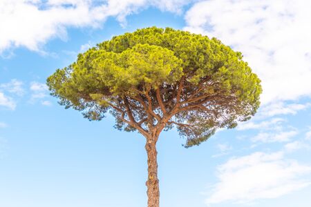 Lonesome umbrella pine tree on sunny summer day in Rome, Italy.の写真素材