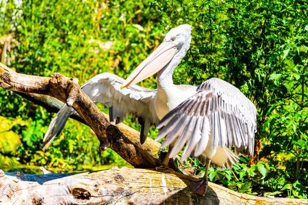 Pelican sitting on the branch with spread wings.の写真素材