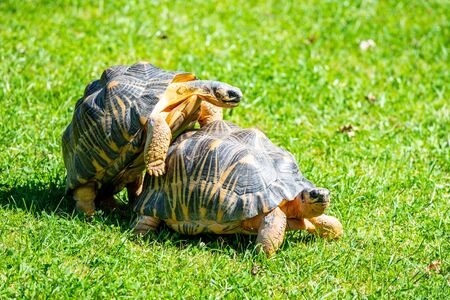 Couple of tortoises mating in the grass.の写真素材