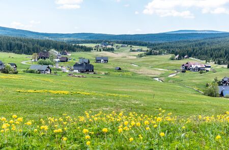 Meadow of yellow globe-flowers, Trollius europaeus in Jizerka village, Czech Republic.の写真素材