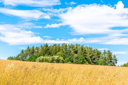 Rural landscape with golden corn field, small forest and summer sky.の写真素材