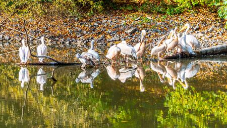 Group of white pelicans at the water.の写真素材