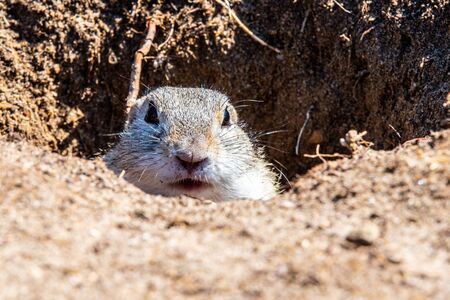 European ground squirrel, Spermophilus citellus, aka European souslik. Small cute rodent in natural habitat.の写真素材