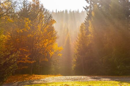 Autumn forest scene. Ray of lights in morning haze.の写真素材