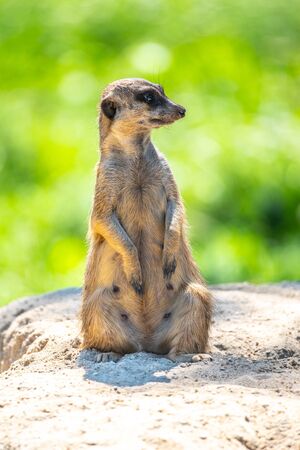 Meerkat, Suricata suricatta, sitting on the rock.の写真素材