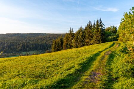 Narrow path in the meadow on sunny summer evening. Scenic natural landscape of Jizera Mountains.の写真素材