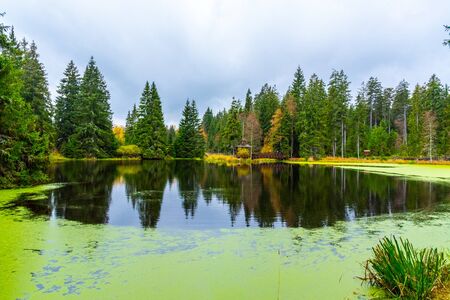 Trees reflected in the pond. Kladska peat bog National Reserve near Marianske Lazne, Czech Republic.の写真素材