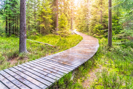 Autumn forest walk. Touristic wooden plank path.