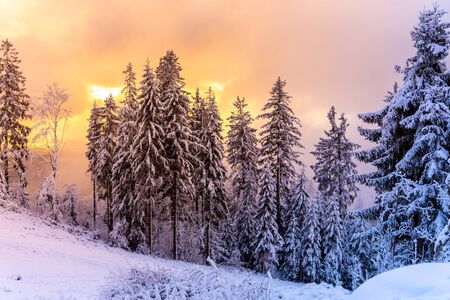 Winter forest scenery. Coniferous trees covered by snow and illuminated by evening sunset.の写真素材