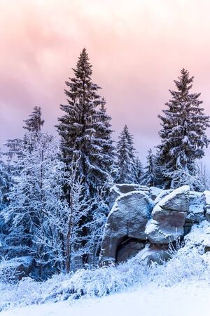 Winter forest scenery. Coniferous trees covered by snow and illuminated by evening sunset.の写真素材