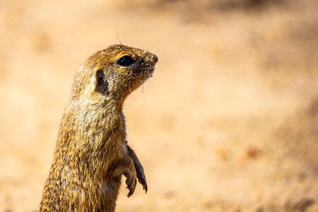 European ground squirrel, Spermophilus citellus, aka European souslik. Small cute rodent in natural habitat sitting on its hind legs.の写真素材