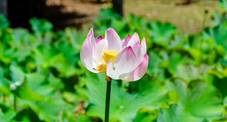 Close-up view of pink lotus bloom partly faded.の写真素材