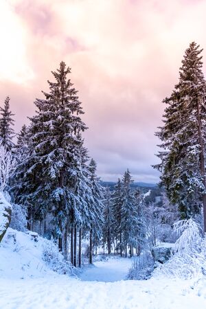 Winter forest scenery. Coniferous trees covered by snow and illuminated by evening sunset.の写真素材