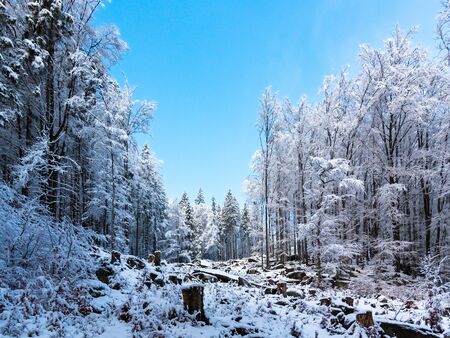 Winter forest scenery. Coniferous trees covered by snow and illuminated by evening sunset.の写真素材